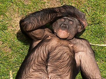 Как приручить обезьяну немедленного удовольствия: удерживаем внимание аудитории